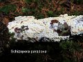Schizopora paradoxa-amf1550